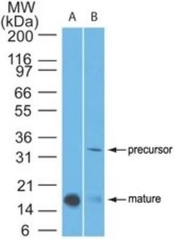 IL-1 beta/IL-1F2 Antibody (43N1G6) - Azide and BSA Free, Novus Biologicals